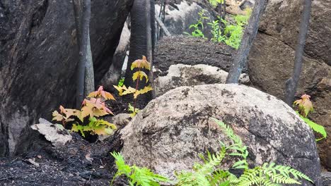 Nuevas-Plantas-Que-Crecen-Entre-Las-Rocas-Después-De-La-Destrucción-De-Un-Incendio-Forestal-En-El-Bosque.