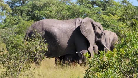 Herd-Of-African-Bush-Elephant-In-Kruger-National-Park,-South-Africa-During-Summertime
