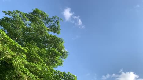 Schöner-Blauer-Himmel-Mit-Weißen-Wolken-Und-Grünen-Blättern,-Die-Nach-Oben-Schauen