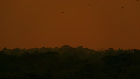 Cálido-Y-Coloreado-Cielo-Del-Atardecer-Sobre-La-Selva-Amazónica-Con-Bandadas-De-águilas-Volando
