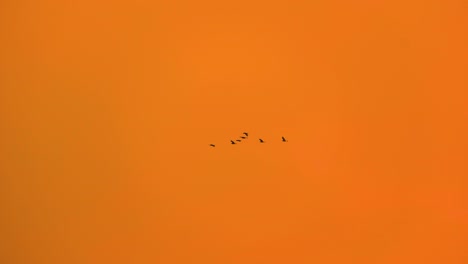 Flock-of-egret-or-heron-birds-flying-in-colorful-orange-sky-at-sunset