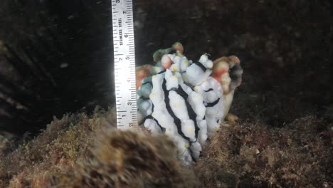 A-marine-scientist-measures-a-large-sea-slug-Nudibranch-while-conducting-an-underwater-research-study