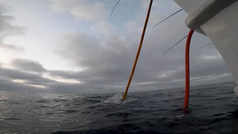 Unterwasseransicht-Eines-Gelbflossen-Thunfischs,-Der-In-Zeitlupe-Gafft-Wird