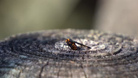 Handheld-motion-close-up-shot-capturing-a-wasp-moth,-amata-annulata-in-the-wild,-resting-on-tree-stump-during-the-day,-Boondall-wetlands-reserve,-Brisbane,-Queensland