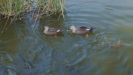 Ducks-in-the-lake-looking-for-food-and-feeding-nature-wildlife-water-view-slow-motion-footage