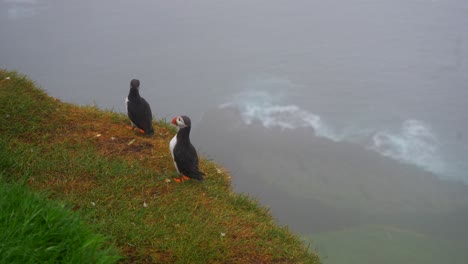 Puffins-walk-along-grassy-edge-cliff,-foggy-mist-covers-rocky-beach-of-Atlantic-Ocean