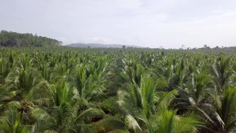 Immerse-in-the-lush-canopy-of-a-vast-coconut-plantation-through-mesmerizing-drone-footage-at-treetop-level