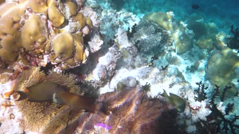 Aktueller-Salzwasserfisch,-Clownfisch-–-Korallenriff-Auf-Den-Malediven,-Anemonenfisch