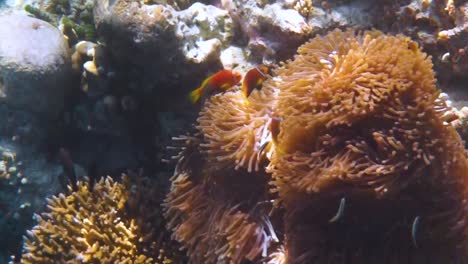 Topical-saltwater-fish-,clownfish---Coral-reef-in-the-Maldives,-Anemonefish