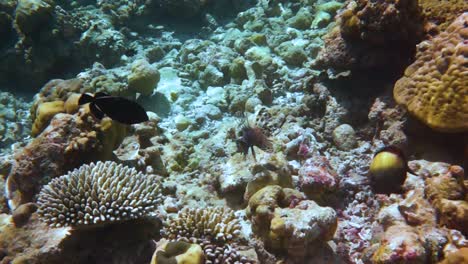 Pterois-Radiata-Riff-Mit-Einer-Vielzahl-Von-Hart--Und-Weichkorallen-Und-Tropischen-Fischen.-Malediven-Indischer-Ozean.