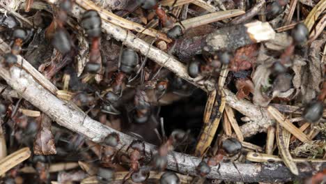 Wilder-Ameisenhaufen-Im-Wald,-Nahaufnahme