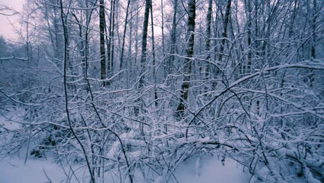 Verschneite-Zweige-Im-Wald.
