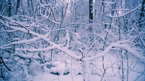 Snowy-branches-in-forest.