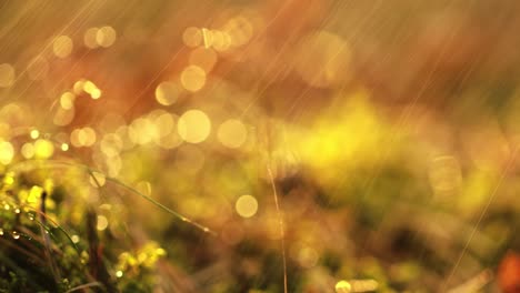 Abstract-Blurred-background-of-summer-rain-in-Sunny-forest-close-up.-Nature-background.