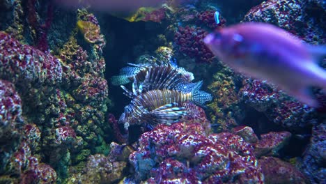Clearfin-lionfish-(Pterois-radiata),-also-called-the-tailbar-lionfish