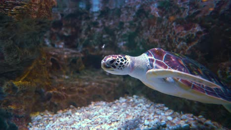 Grüne-Meeresschildkröte-(Chelonia-Mydas),-Auch-Grüne-Meeresschildkröte-Genannt