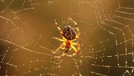 Spinne-Auf-Spinnennetz,-Nahaufnahme,-Die-Auf-Das-Zukünftige-Opfer-Wartet