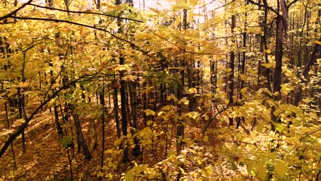 Buntes-Herbstwaldholz
