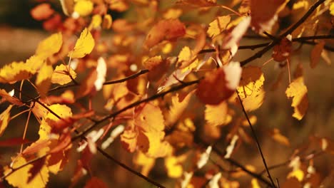 Herbstliche-Birkenblätter.