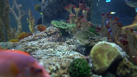 Fishes-in-an-aquarium-...