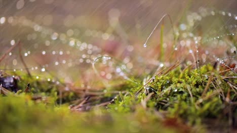 Abstract-Blurred-background-of-summer-rain-in-Sunny-forest-close-up.-Nature-background.