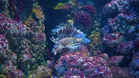 Klarflossen-Feuerfisch-(Pterois-Radiata),-Auch-Schwanzflossen-Feuerfisch-Genannt