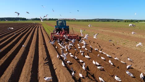 Landwirtschaftliche-Arbeiten-An-Einem-Traktor.-Landwirt-Sät-Getreide.-Hungrige-Vögel-Fliegen-Hinter-Dem-Traktor-Her-Und-Fressen-Getreide-Vom-Ackerland.