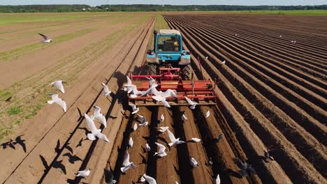 El-Trabajo-Agrícola-En-Un-Tractor-El-Agricultor-Siembra-Grano.-Los-Pájaros-Hambrientos-Vuelan-Detrás-Del-Tractor-Y-Comen-Cereales-De-La-Tierra-Cultivable.