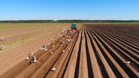 El-Trabajo-Agrícola-En-Un-Tractor-El-Agricultor-Siembra-Grano.-Los-Pájaros-Hambrientos-Vuelan-Detrás-Del-Tractor-Y-Comen-Cereales-De-La-Tierra-Cultivable.