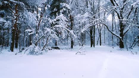 Verschneite-Äste-Im-Wald.-Wintermärchen-Hintergrund