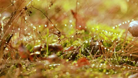 Mushroom-Boletus-In-a-Sunny-forest-in-the-rain.