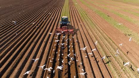 Agricultural-work-on-a-tractor-farmer-sows-grain.-Hungry-birds-are-flying-behind-the-tractor,-and-eat-grain-from-the-arable-land.