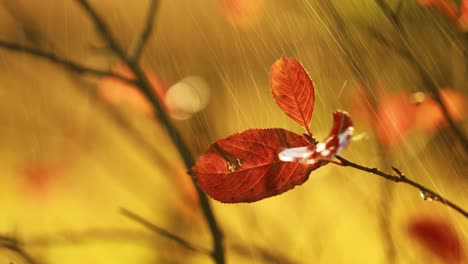 Herbstregen-Nahaufnahme