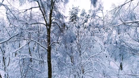 Snowy-branches-in-forest.-Winter-fairy-background