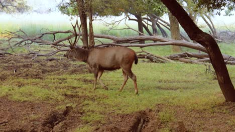 Sambar-Rusa-unicolor-is-a-large-deer-native-to-the-Indian-subcontinent,-South-China,-and-Southeast-Asia-that-is-listed-as-a-vulnerable-species.-Ranthambore-National-Park-Sawai-Madhopur-Rajasthan-India
