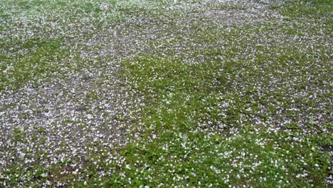 Large-hail-falls-on-the-green-grass.