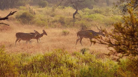 Chital-or-cheetal,-also-known-as-spotted-deer,-chital-deer,-and-axis-deer,-is-a-species-of-deer-that-is-native-in-the-Indian-subcontinent.-Ranthambore-National-Park-Sawai-Madhopur-Rajasthan-India
