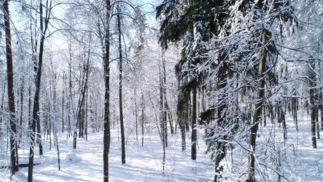 Flying-between-the-trees-in-snowy-forest-winter.