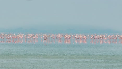 Flamingos-Oder-Flamingos-Sind-Eine-Watvogelart-Aus-Der-Familie-Der-Phoenicopteridae,-Der-Einzigen-Vogelfamilie-In-Der-Ordnung-Der-Phoenicopteriformes.-Rajasthan,-Indien.