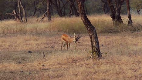 Chinkara-(Gazella-bennettii),-also-known-as-the-Indian-gazelle,-is-a-gazelle-species-native-to-Iran,-Afghanistan,-Pakistan-and-India.-Ranthambore-National-Park-Sawai-Madhopur-Rajasthan-India