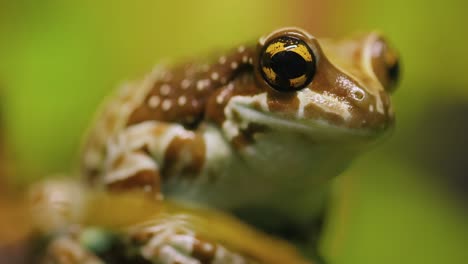 Der-Goldäugige-Laubfrosch-Oder-Amazonas-Milchfrosch-(Trachycephalus-Resinifictrix)-Ist-Eine-Große-Baumfroschart.-Er-Wird-Manchmal-Als-Blauer-Milchfrosch-Bezeichnet.