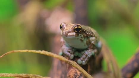 Mission-golden-eyed-tree-frog-or-Amazon-milk-frog-(Trachycephalus-resinifictrix)-is-a-large-species-of-arboreal-frog-.-It-is-sometimes-referred-to-as-the-blue-milk-frog.