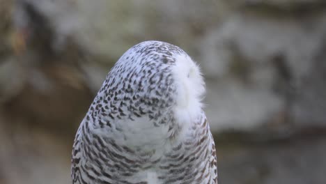 Snowy-owl-(Bubo-scandiacus)-is-a-large,-white-owl-of-the-true-owl-family.It-is-sometimes-also-referred-to,-more-infrequently,-as-the-polar-owl,-white-owl-and-the-Arctic-owl.