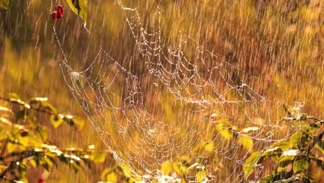 Rain-in-the-forest-at-sunset.-Cobwebs-in-small-drops-of-rain.