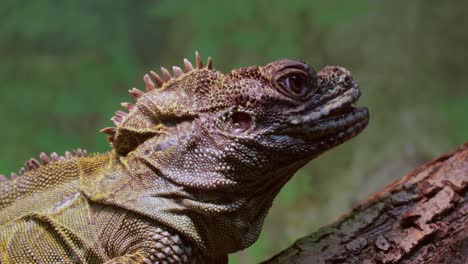 Philippine-sailfin-lizard,-crested-lizard,-sail-fin-lizard,-sailfin-water-lizard-(Hydrosaurus-pustulatus)-or-its-native-name-ibid-is-an-oviparous-lizard-living-only-in-the-Philippines