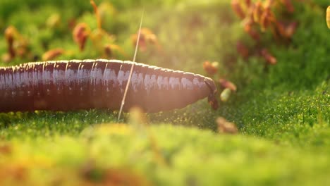 An-earthworm-is-a-terrestrial-invertebrate-that-belongs-to-the-class-Clitellata,-order-Oligochaeta,-phylum-Annelida.-They-exhibit-a-tube-within-a-tube-body-plan.
