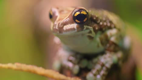 Mission-golden-eyed-tree-frog-or-Amazon-milk-frog-(Trachycephalus-resinifictrix)-is-a-large-species-of-arboreal-frog-.-It-is-sometimes-referred-to-as-the-blue-milk-frog.