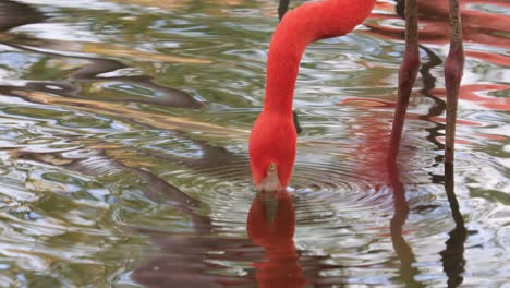 Flamingos-or-flamingoesare-a-type-of-wading-bird-in-the-family-Phoenicopteridae,-the-only-bird-family-in-the-order-Phoenicopteriformes.