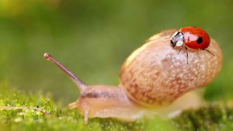 Close-up-wildlife-of-a-snail-and-ladybug-in-the-sunset-sunlight.
