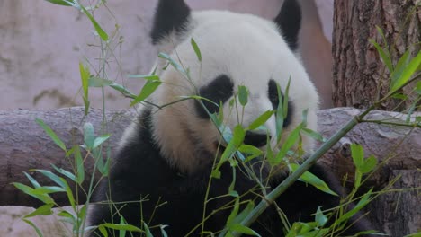 El-Panda-Gigante-(ailuropoda-Melanoleuca),-También-Conocido-Como-Oso-Panda-O-Simplemente-Panda,-Es-Un-Oso-Originario-Del-Centro-Sur-De-China.
